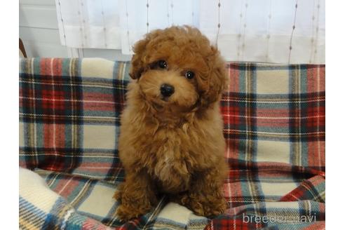 成約済の宮城県のトイプードル-201869の6枚目